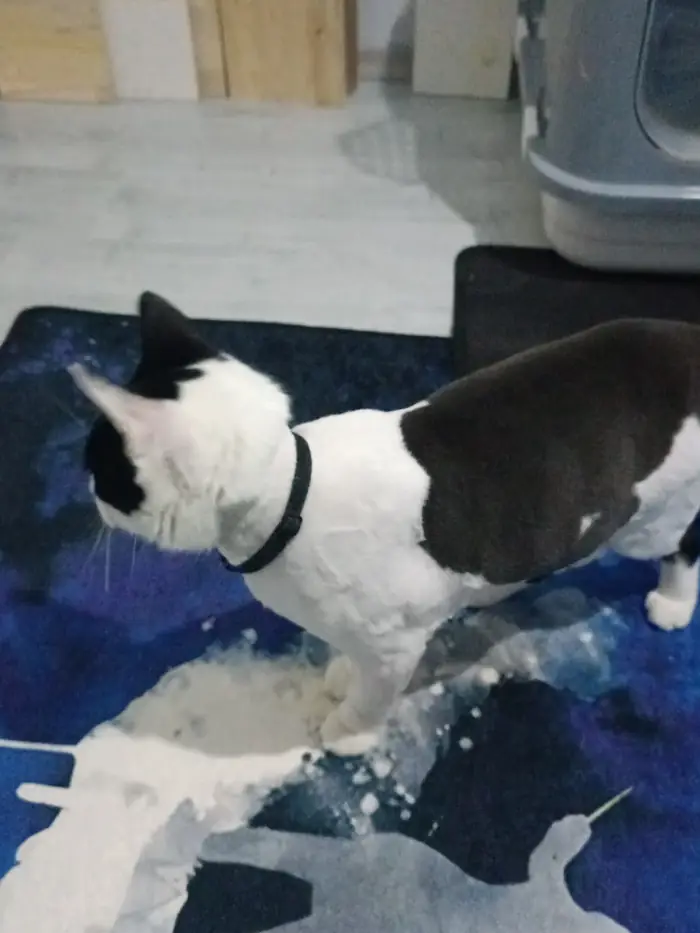 Halının üstünde siyah beyaz köpek