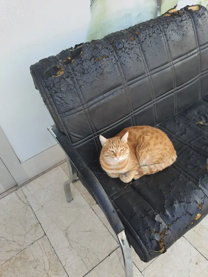 Bekleme koltuğunda kıvrılmış sarı kedi